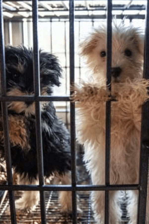 NC Rescue Supplies (100% Profit Donated)