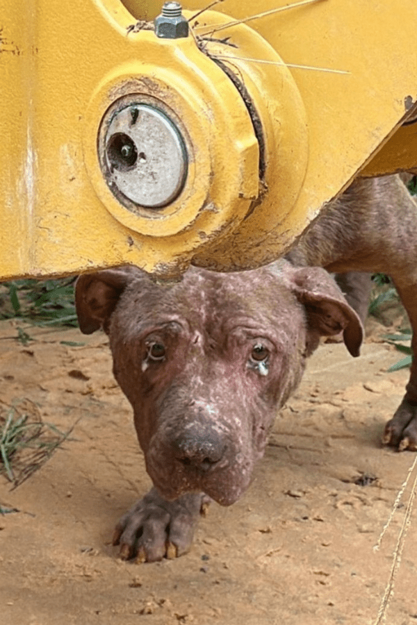 MS RESCUE SUPPLIES (100% PROFIT DONATED)