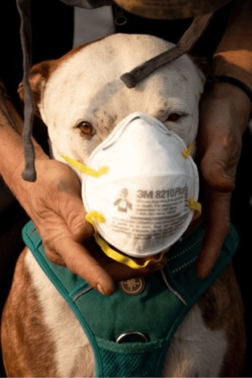 California Relief Supplies (100% Profit Donated)