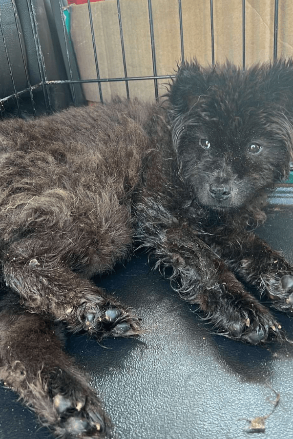 Troy Rescue Emergency Supplies (100% PROFIT DONATED)