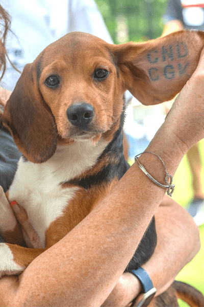 Hound Rescue Basset Beagle Rescue Miniature Dachshund Bluebonnet