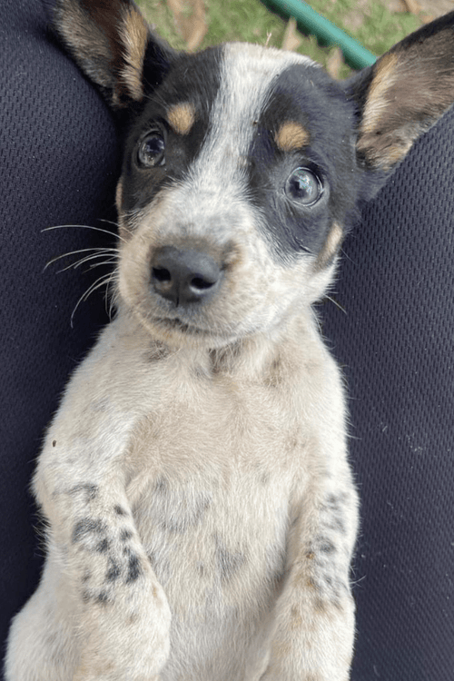 Troy Rescue Emergency Supplies (100% PROFIT DONATED)