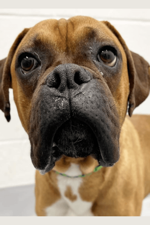 Boxer Emergency Supplies (100% Profit Donated)