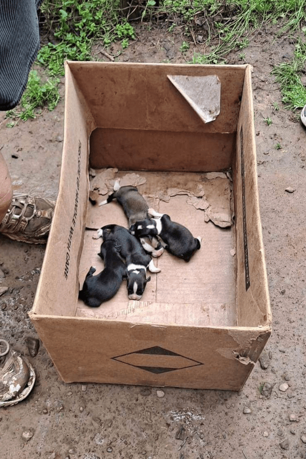 Oklahoma Rescue Supplies (100% Profit Donated)