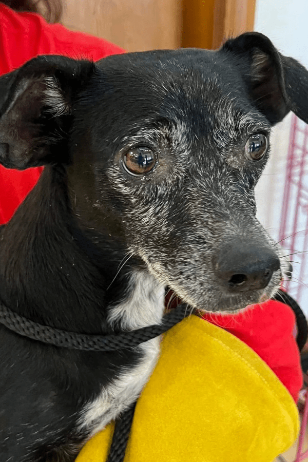 Oklahoma Rescue Supplies (100% Profit Donated)