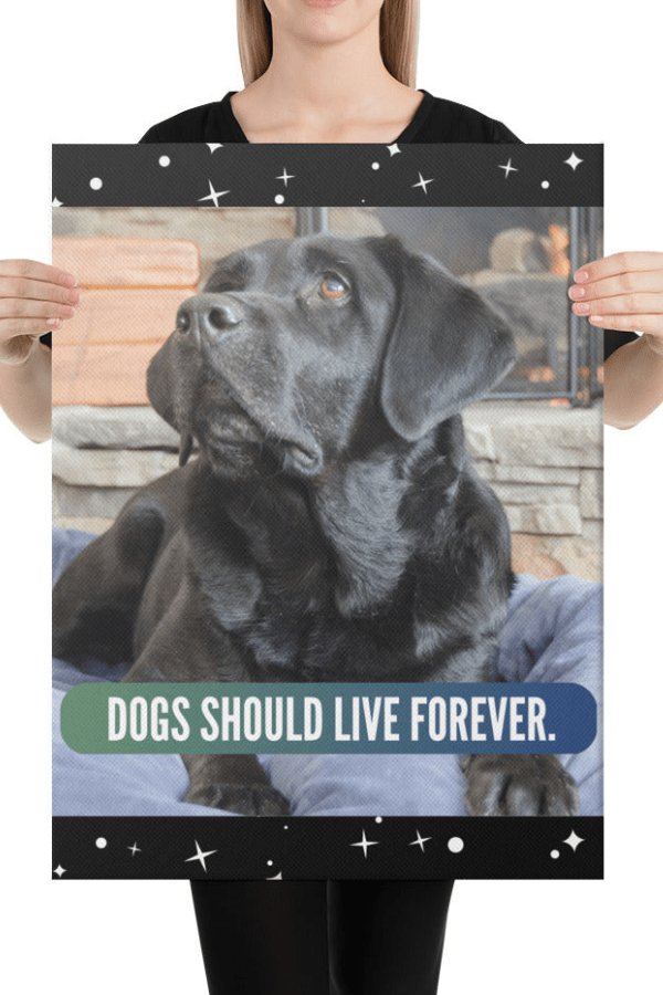 Live Forever | Custom Canvas Art
