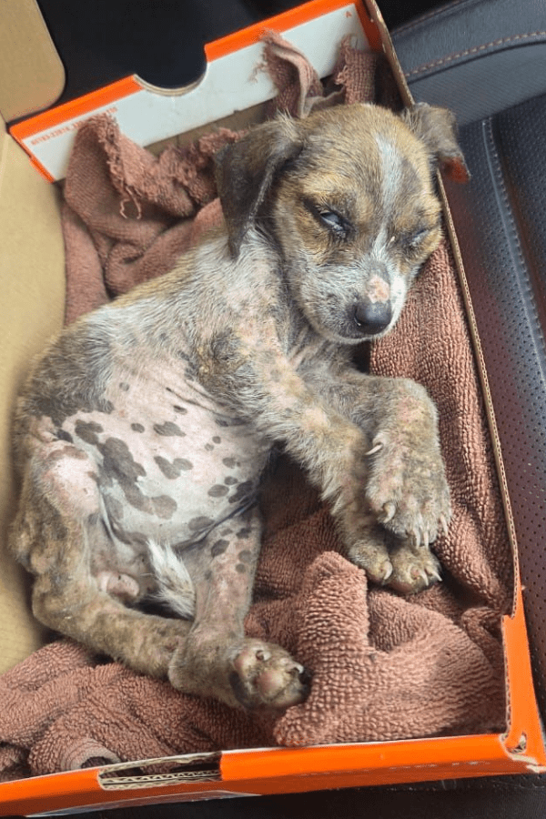 Jamaica Rescue Supplies (ALL PROFIT DONATED)