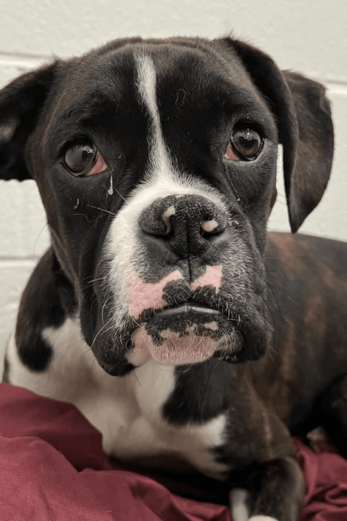 Boxer Emergency Supplies (100% Profit Donated)