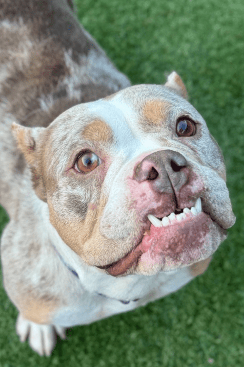 San Diego Rescue Supplies (100% Profit Donated)