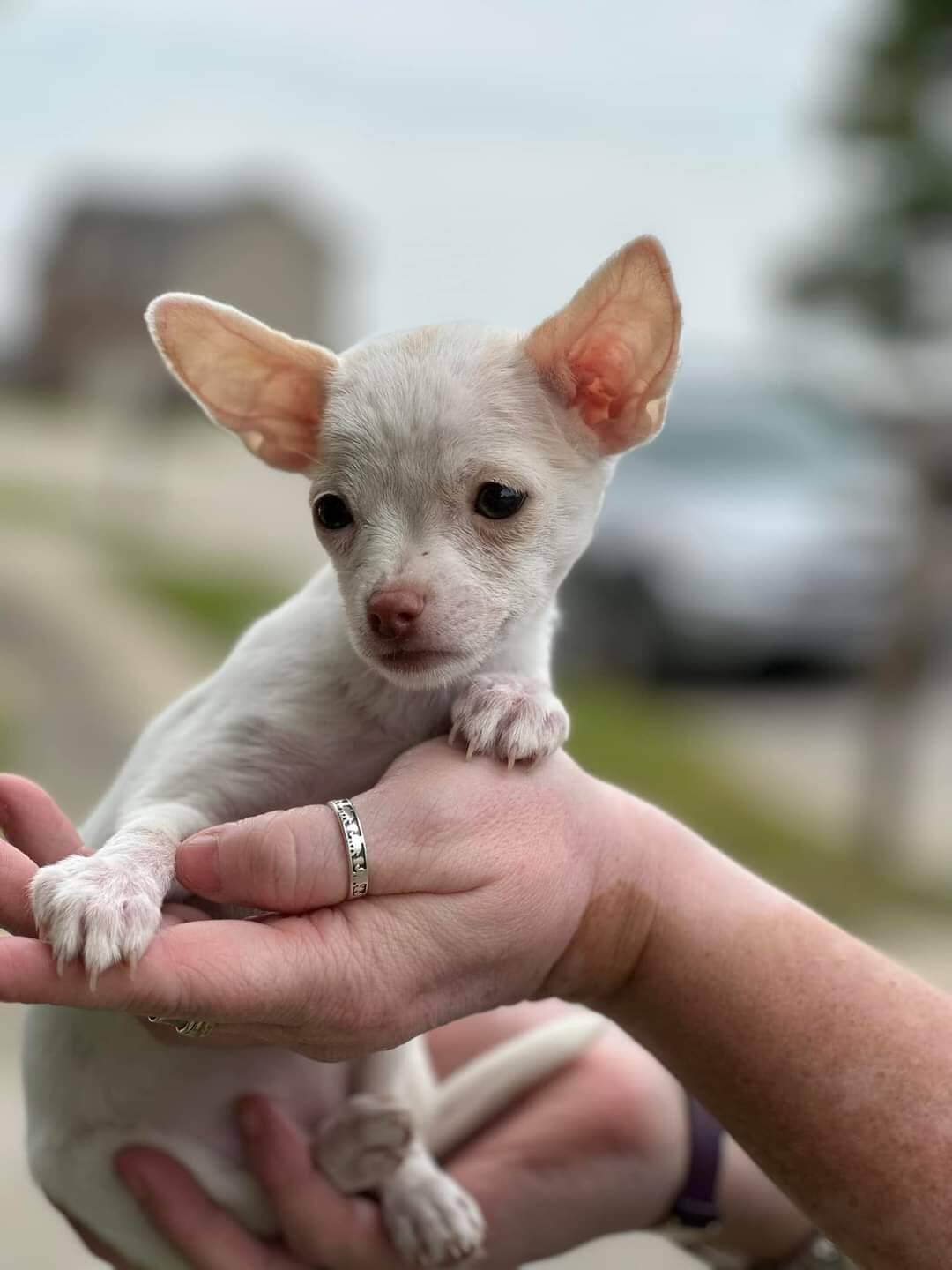 Small Rescue Pack (Toys, Leashes, Collars.)