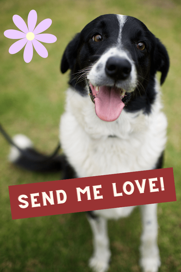 VDAY Goodies for Shelter Dogs (100% PROFIT DONATED)