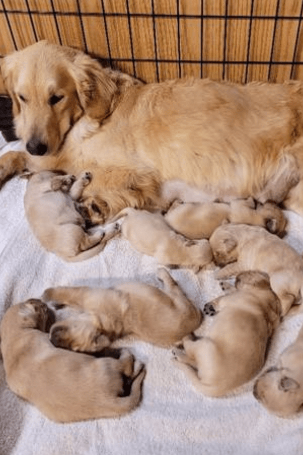 Golden Retriever Rescue Supplies (100% PROFIT DONATED)