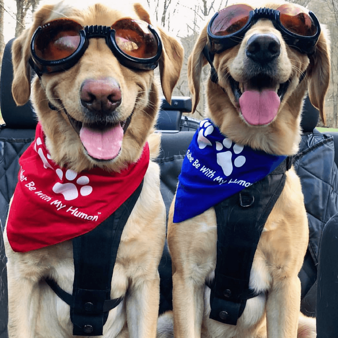 Doggy Bandana