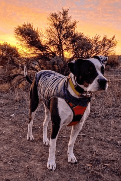 Down Puffer Jacket (Clearance!) – I'd Rather Be With My Dog