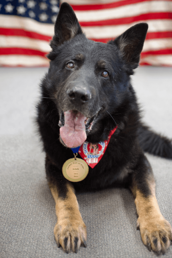 K9 Vet Care Package (100% PROFIT DONATED)