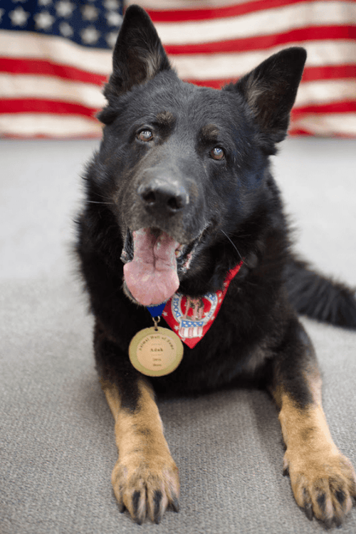 K9 Vet Care Package (100% PROFIT DONATED)