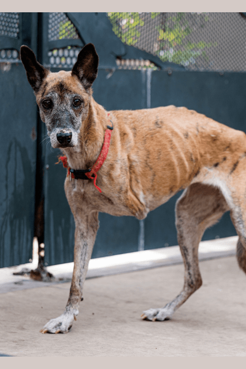San Diego Humane Emergency Supplies (ALL PROFIT DONATED)