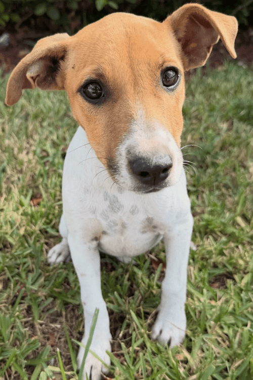 Miami Animal Rescue Emergency Supplies (ALL PROFIT DONATED)