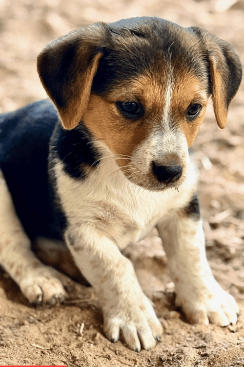Texas Tornado Emergency Supplies (100% Profit Donated)