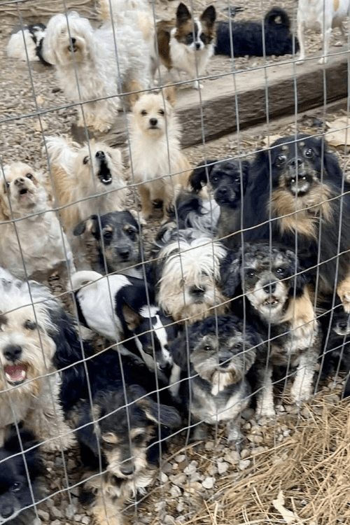 Emergency Rescue Supplies (100% PROFIT DONATED)