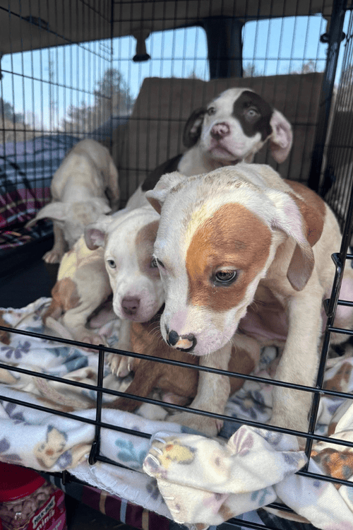 MI Rescue Emergency Supplies (100% PROFIT DONATED)