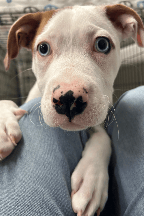 Nashville Rescue Supplies (ALL PROFIT DONATED)