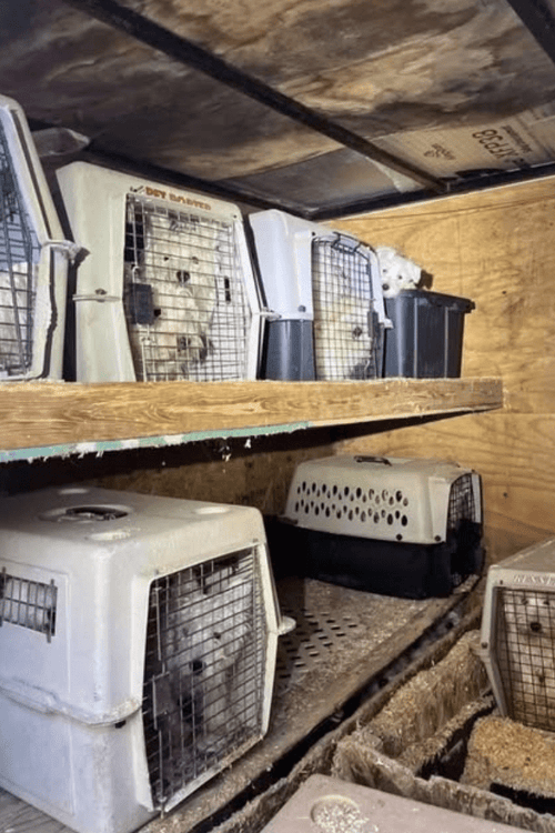 WESTIE RESCUE EMERGENCY SUPPLIES (ALL PROFIT DONATED)