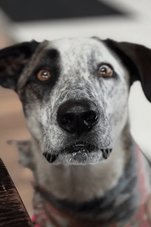 Los Angeles Rescue Supplies (ALL PROFIT DONATED)