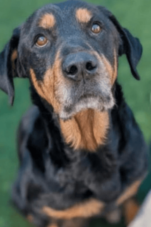 ROTTIES WISHLIST (ALL PROFIT DONATED)