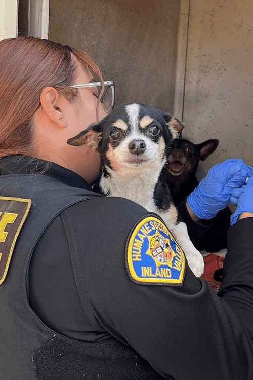 CALIFORNIA HOARDING EMERGENCY SUPPLIES (ALL PROFIT DONATED)
