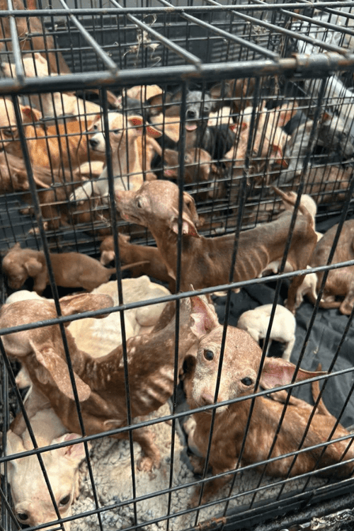 INDIANA HOARDING EMERGENCY SUPPLIES (ALL PROFIT DONATED)