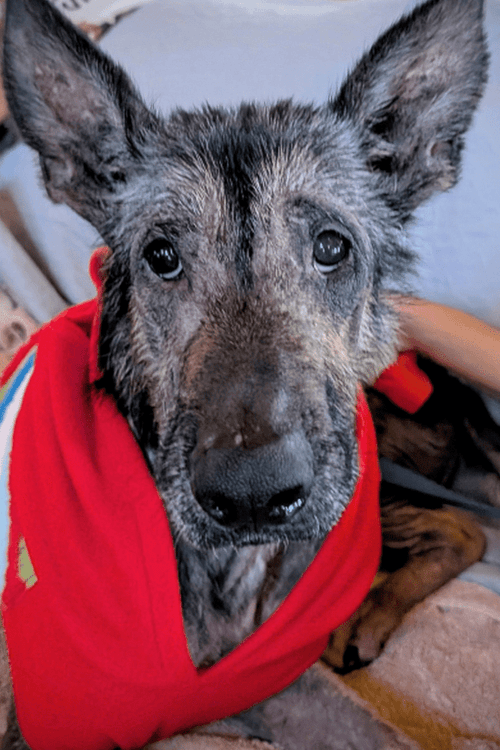 Save the German Shepherds (100% PROFIT DONATED)