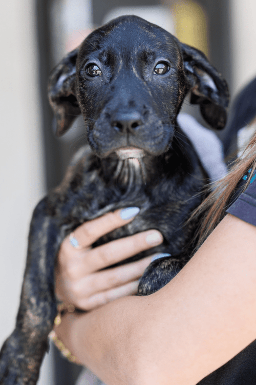 San Diego Humane Emergency Supplies (ALL PROFIT DONATED)