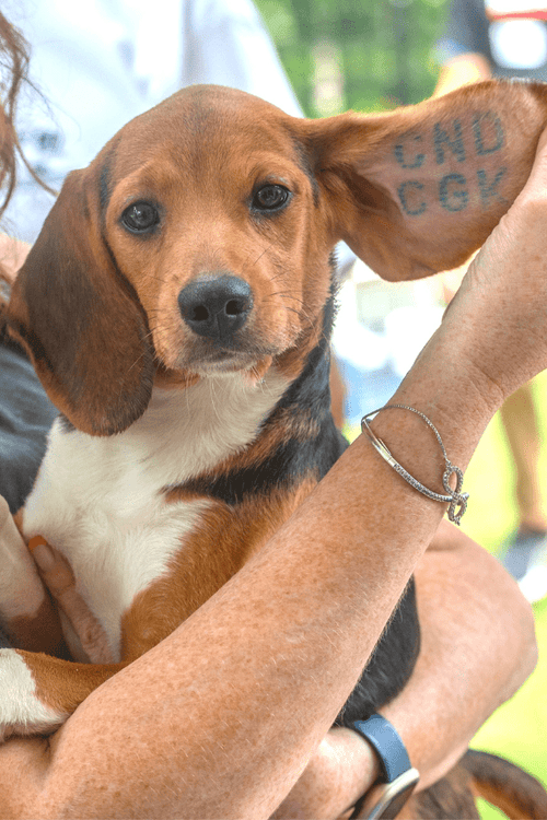 Help the Beagles (100% PROFIT DONATED)