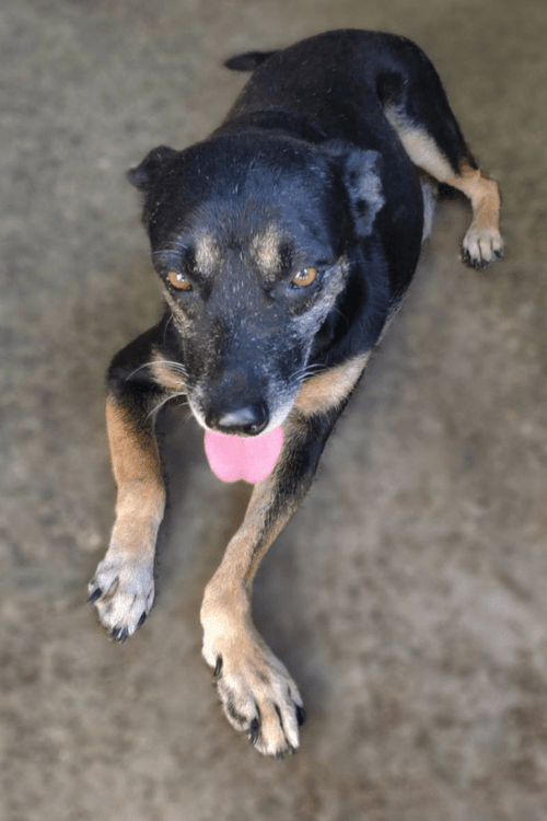 Jamaica Rescue Supplies (ALL PROFIT DONATED)