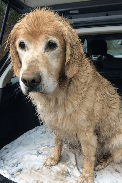 Washington Rescue Supplies (ALL PROFIT DONATED)