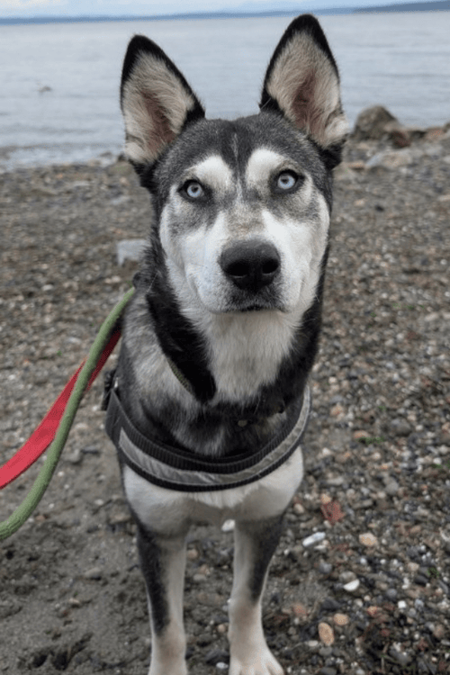 Washington Rescue Supplies (ALL PROFIT DONATED)