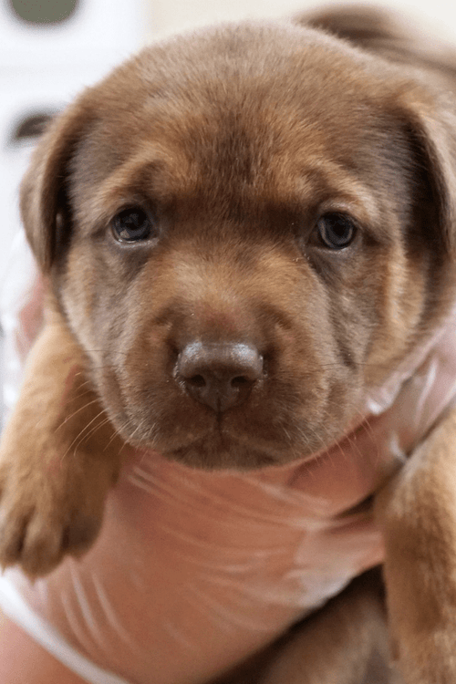 San Diego Humane Emergency Supplies (ALL PROFIT DONATED)