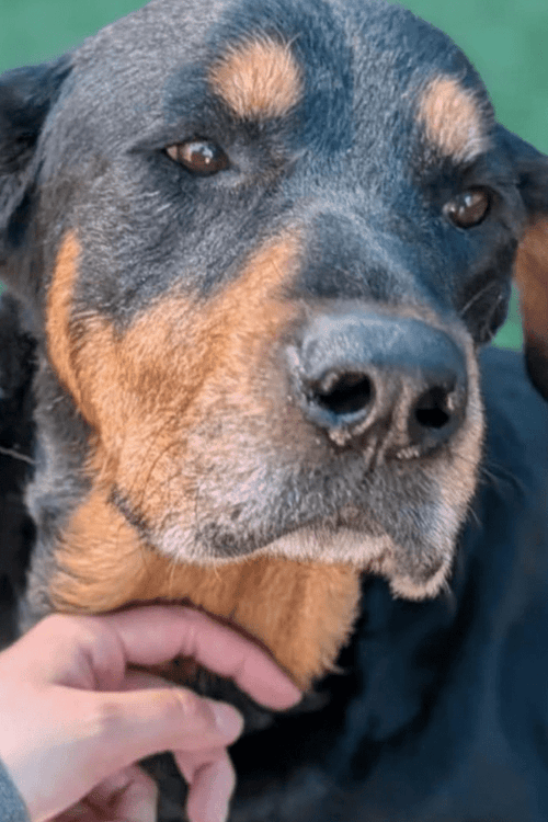 ROTTIES WISHLIST (ALL PROFIT DONATED)