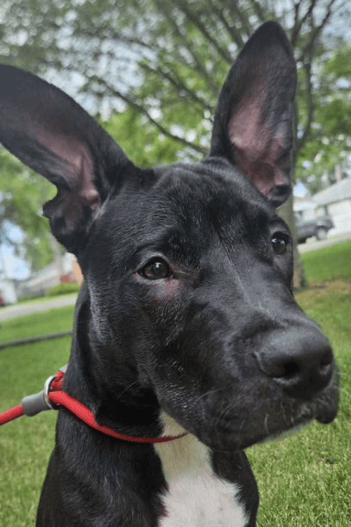 IL Rescue Supplies (100% Profit Donated)