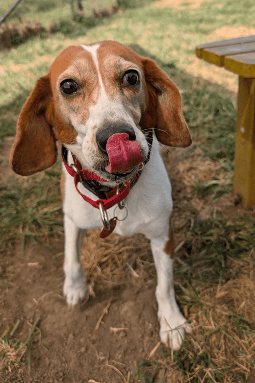 Help the Beagles (100% PROFIT DONATED)