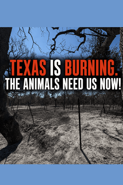 TEXAS WILDFIRE EMERGENCY SUPPLIES (All Profit Donated)