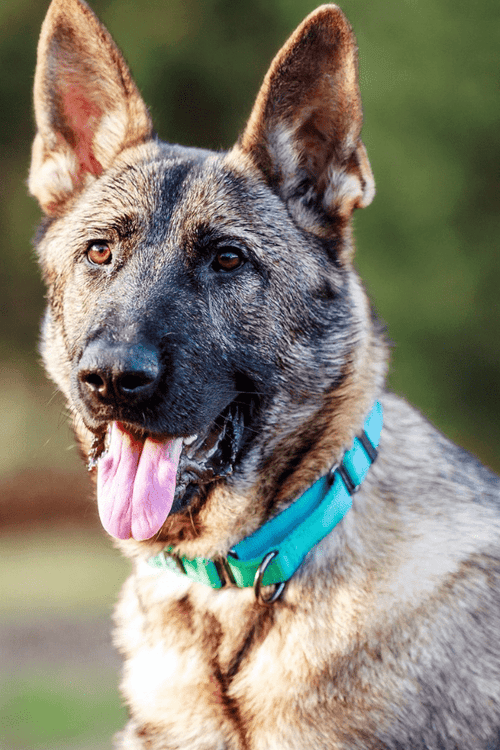 Save the German Shepherds (100% PROFIT DONATED)