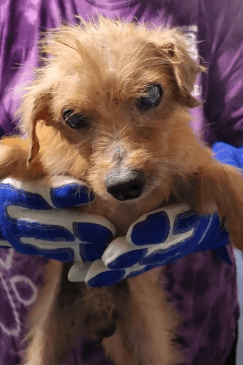 LA Emergency Rescue Wishlist (All Profit Donated)