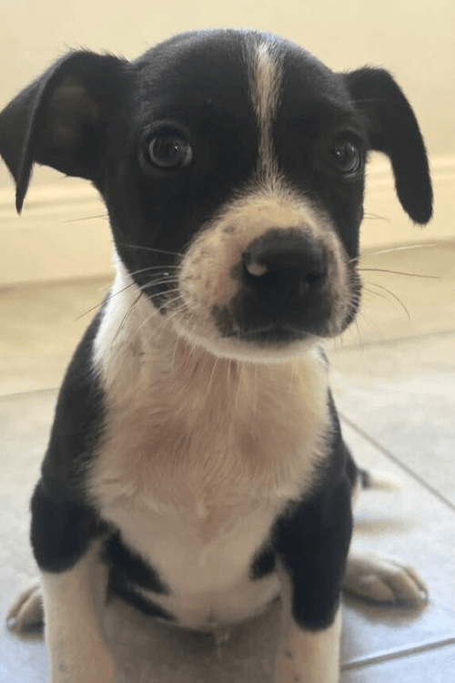 Miami Animal Rescue Emergency Supplies (ALL PROFIT DONATED)