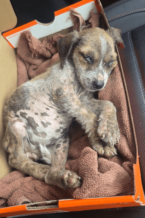 Jamaica Rescue Supplies (ALL PROFIT DONATED)