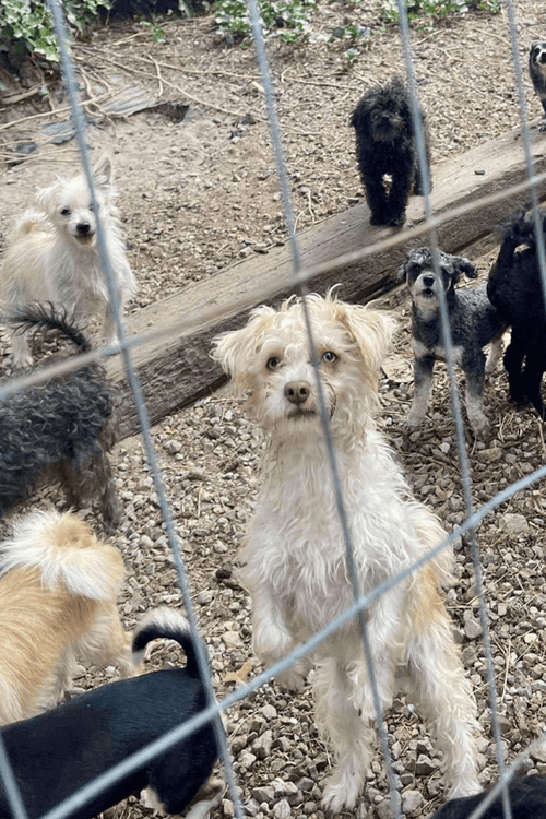 Emergency Rescue Supplies (100% PROFIT DONATED)