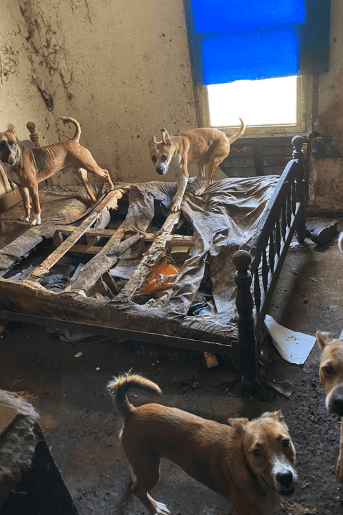 OHIO HOARDING EMERGENCY SUPPLIES (ALL PROFIT DONATED)
