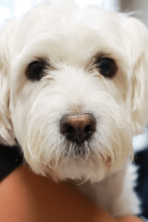 San Diego Humane Emergency Supplies (ALL PROFIT DONATED)