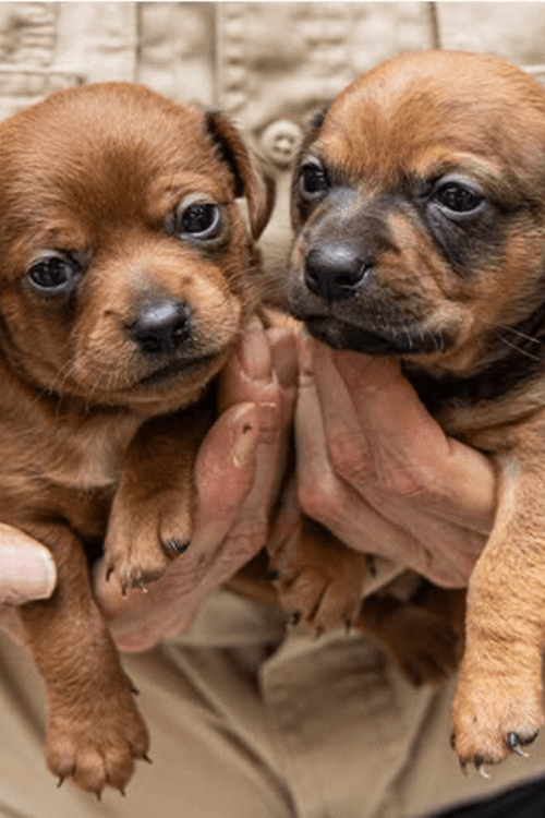 IOWA RESCUE EMERGENCY SUPPLIES (ALL PROFIT DONATED)